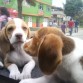 mis bebes divinas